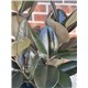8_inch_rubber_plant.jpg2