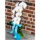 BABY_BOY_ORCHID.jpg4