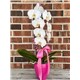 BABY_GIRL_ORCHID.jpg2