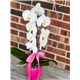 BABY_GIRL_ORCHID.jpg4