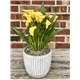 Calla_Lily_in_cement_pot