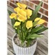Calla_Lily_in_cement_pot.jpg2