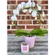 INFINATE_ORCHID_GIFT_SET