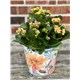 Kalanchoe_6in26