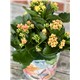 Kalanchoe_6in26.jpg2