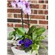 Orchid_garden_26.jpg2