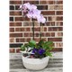 Orchid_garden_26