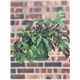 Zebra_plant