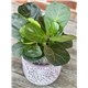fiddle_leaf_fig_zen_collection