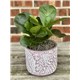 fiddle_leaf_fig_zen_collection.jpg2