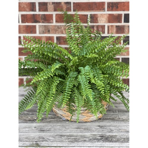 Boston_Fern_Basket