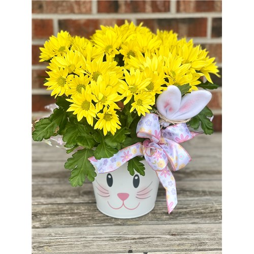 Bunny_Daisies