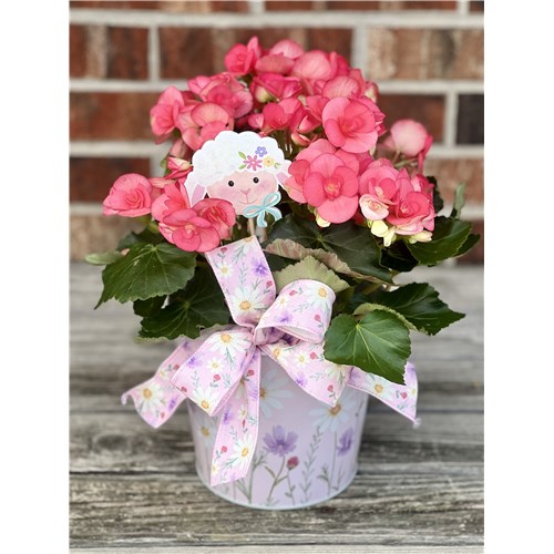 Easter_Begonia