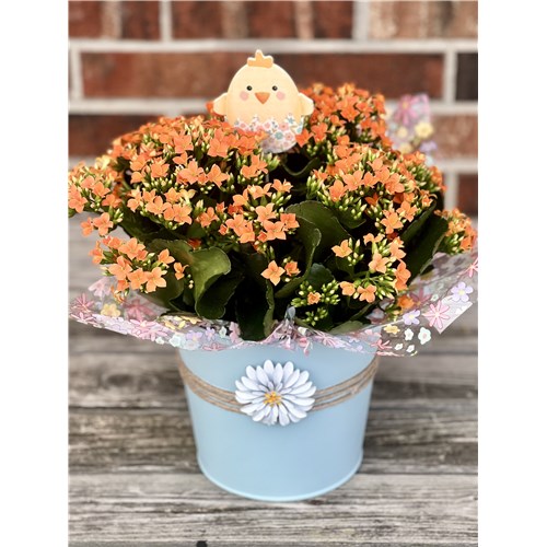 Easter_Kalanchoe