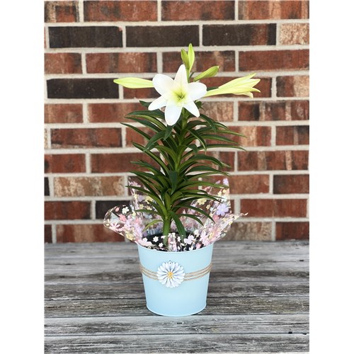 Easter_Lily