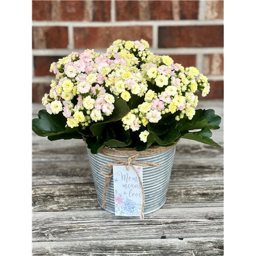 MOTHERS_DAY_KALANCHOE_2026