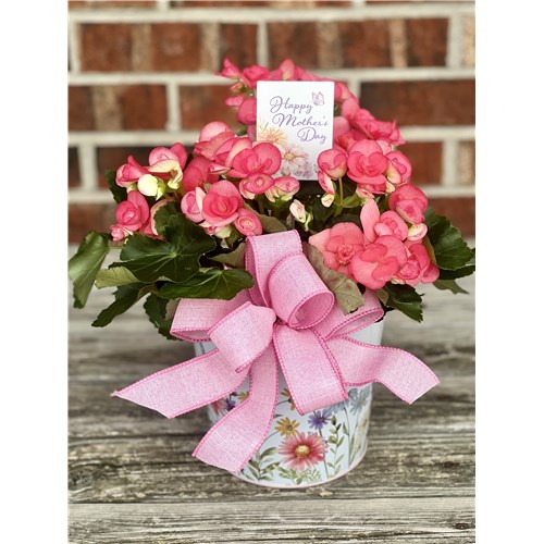 Mothers_Day_Begonia.jpg2026