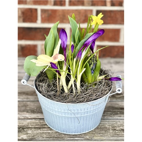 Spring_bulb_garden_with_humming_bird