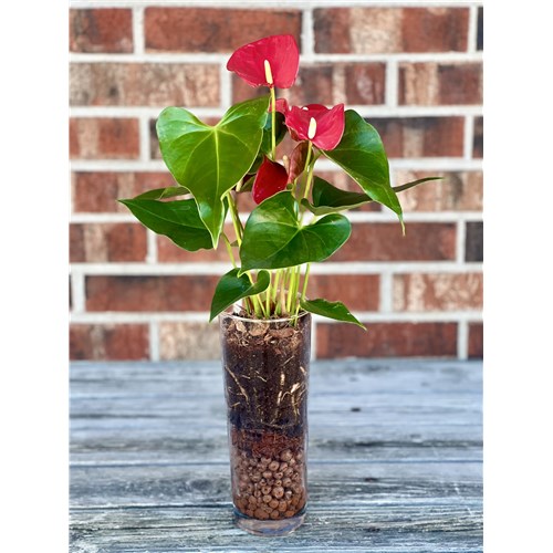 anthurium_glass_vase