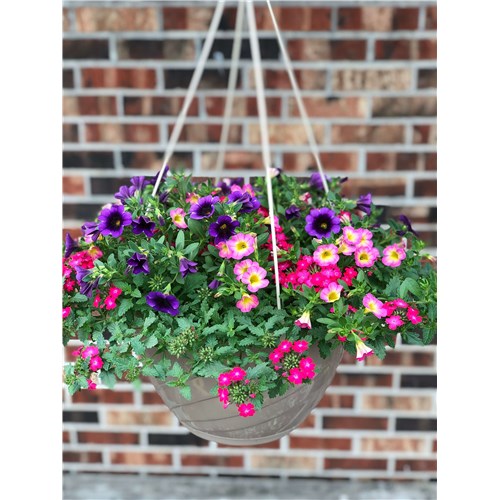 premium-combo-hanging-basket-compressed