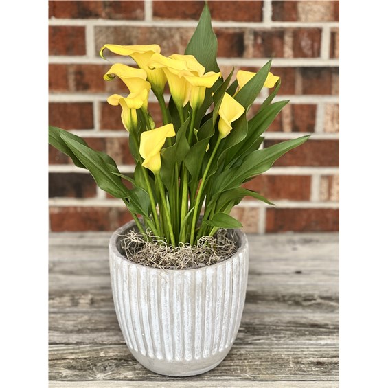 Calla_Lily_in_cement_pot