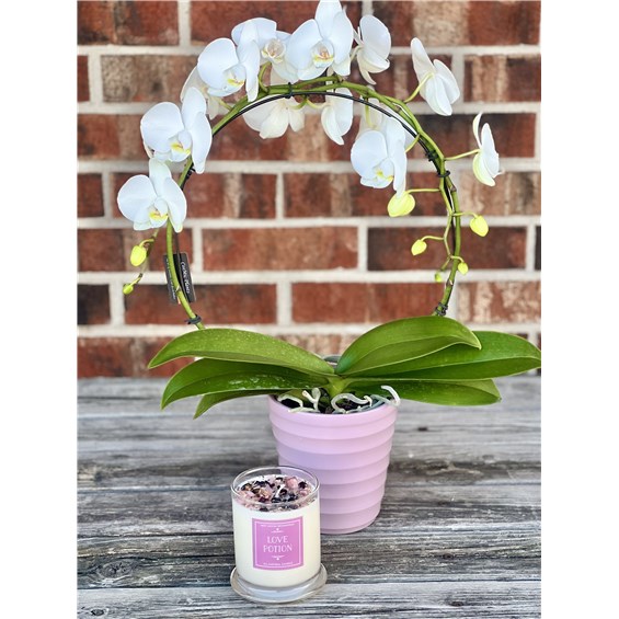 INFINATE_ORCHID_GIFT_SET