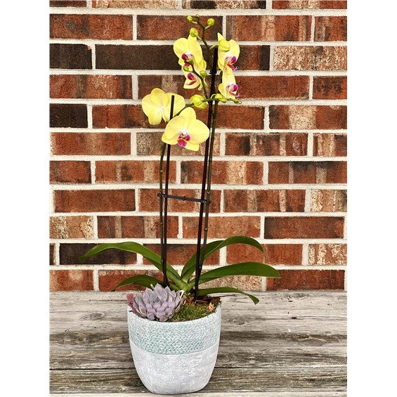 Orchid_garden_26.jpgsmall