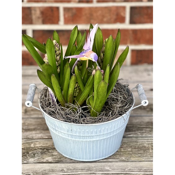 Spring_bulb_garden_with_humming_bird.jpg2