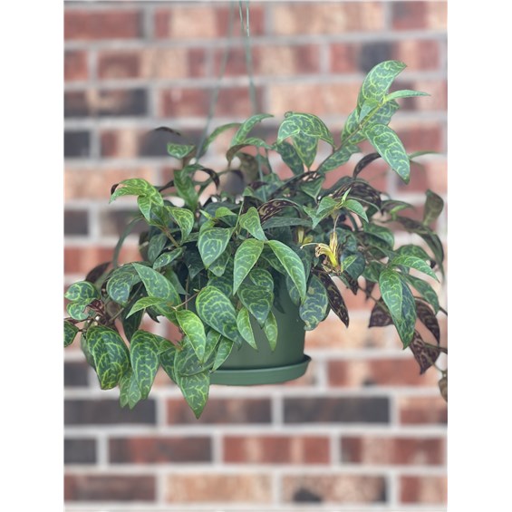 Zebra_plant