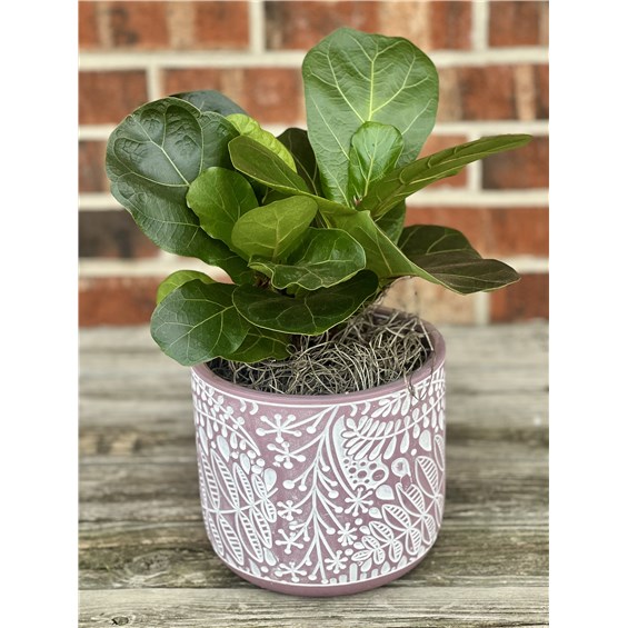 fiddle_leaf_fig_zen_collection.jpg2