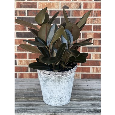 Elegance Rubber Plant