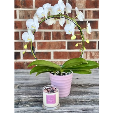 INFINATE_ORCHID_GIFT_SET