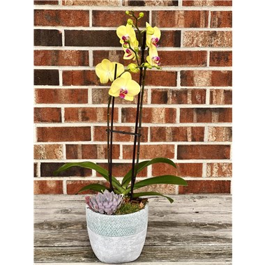 Orchid_garden_26.jpgsmall