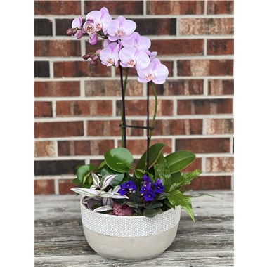 Orchid_garden_26