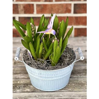Hummingbird Hyacinth Garden