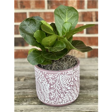 fiddle_leaf_fig_zen_collection.jpg2