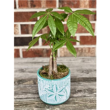 money_tree_zen_collection