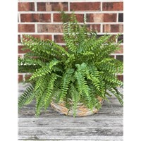 Boston_Fern_Basket