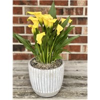 Calla_Lily_in_cement_pot