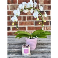 INFINATE_ORCHID_GIFT_SET