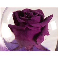 Magenta_Purple_Flower_Globe