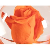 Orange_Rose_Flower_Globe
