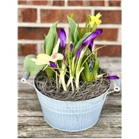 Spring_bulb_garden_with_humming_bird