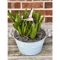 Spring_bulb_garden_with_humming_bird.jpg2