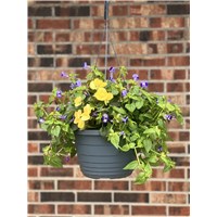 hanging_basket_promo_2