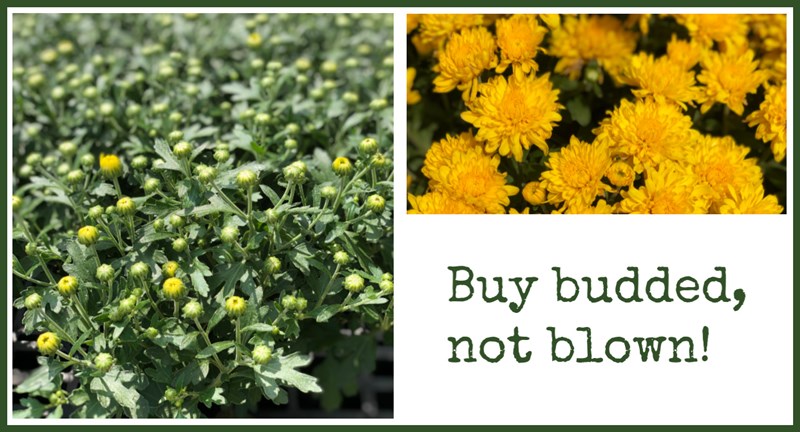 Buy_budded_not_blown