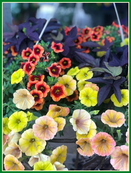 Combo_Hanging_Basket