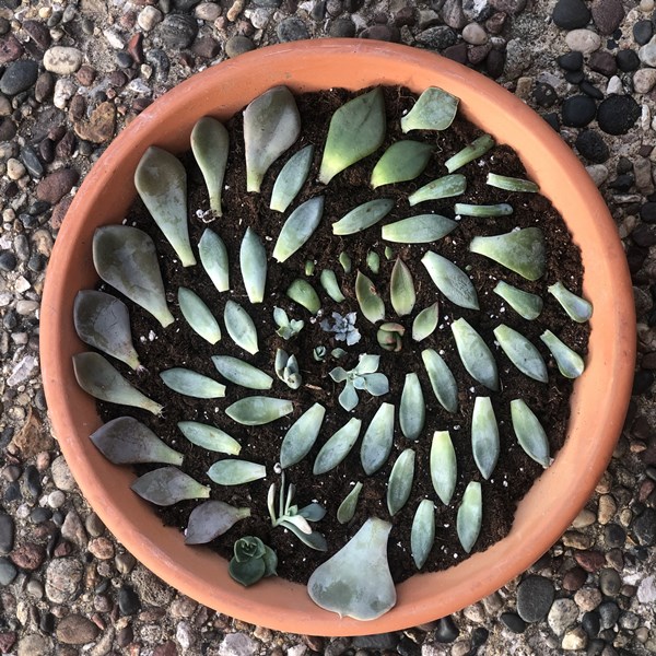 Soil_Top_Propagation