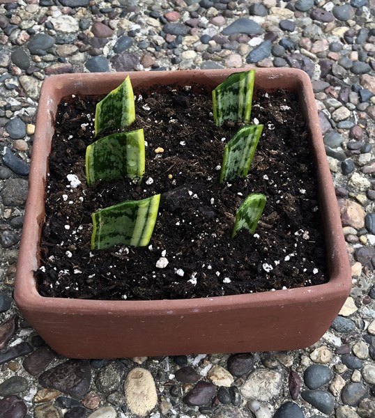 Stem_Cuttings_Propagation